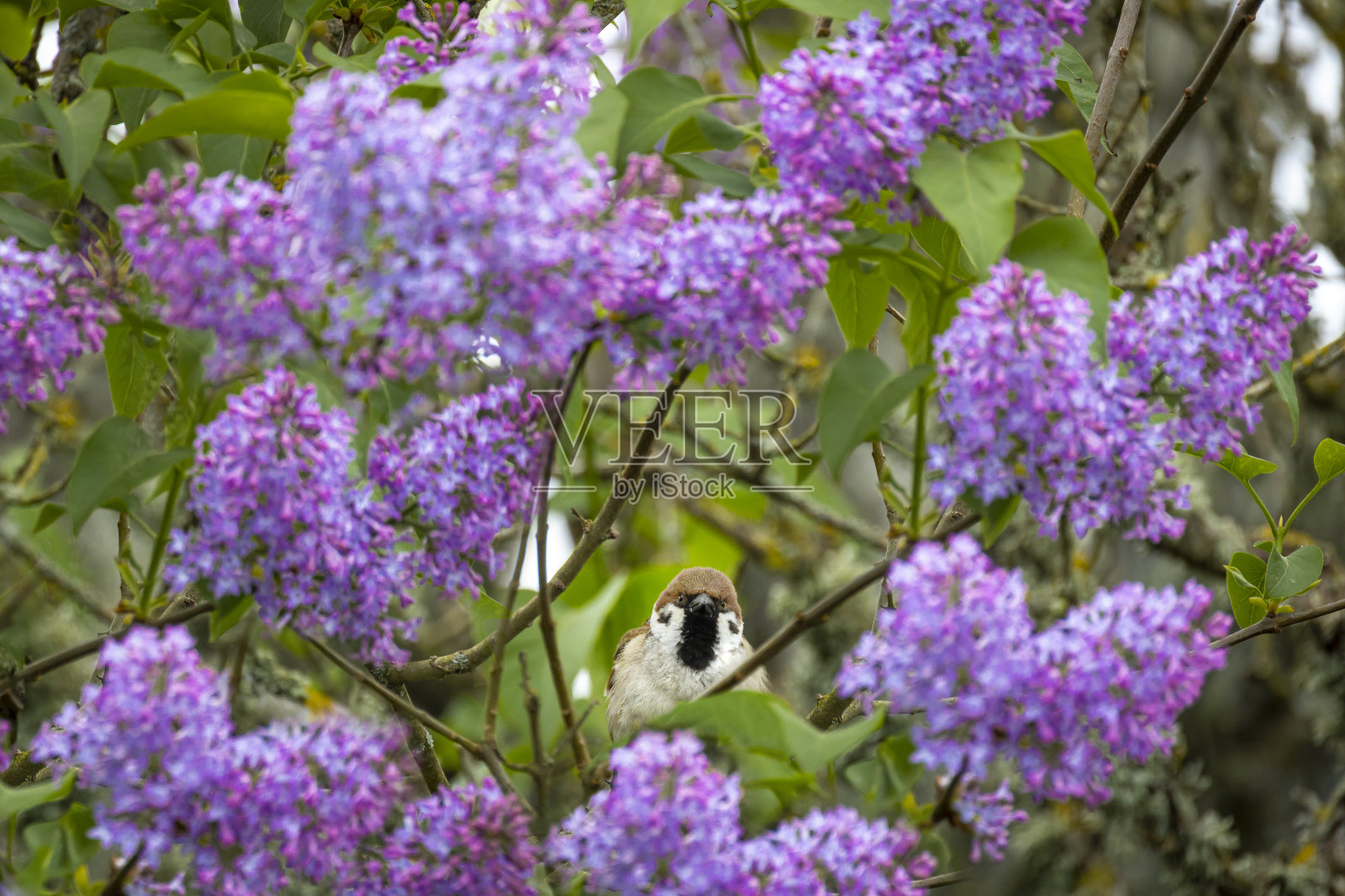 欧亚树麻雀照片摄影图片