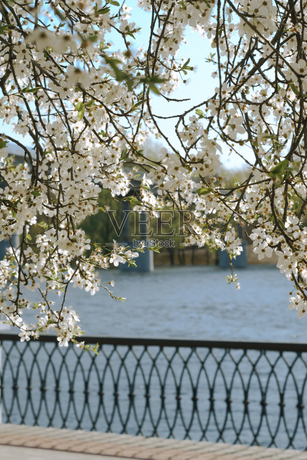 白色的樱花照片摄影图片