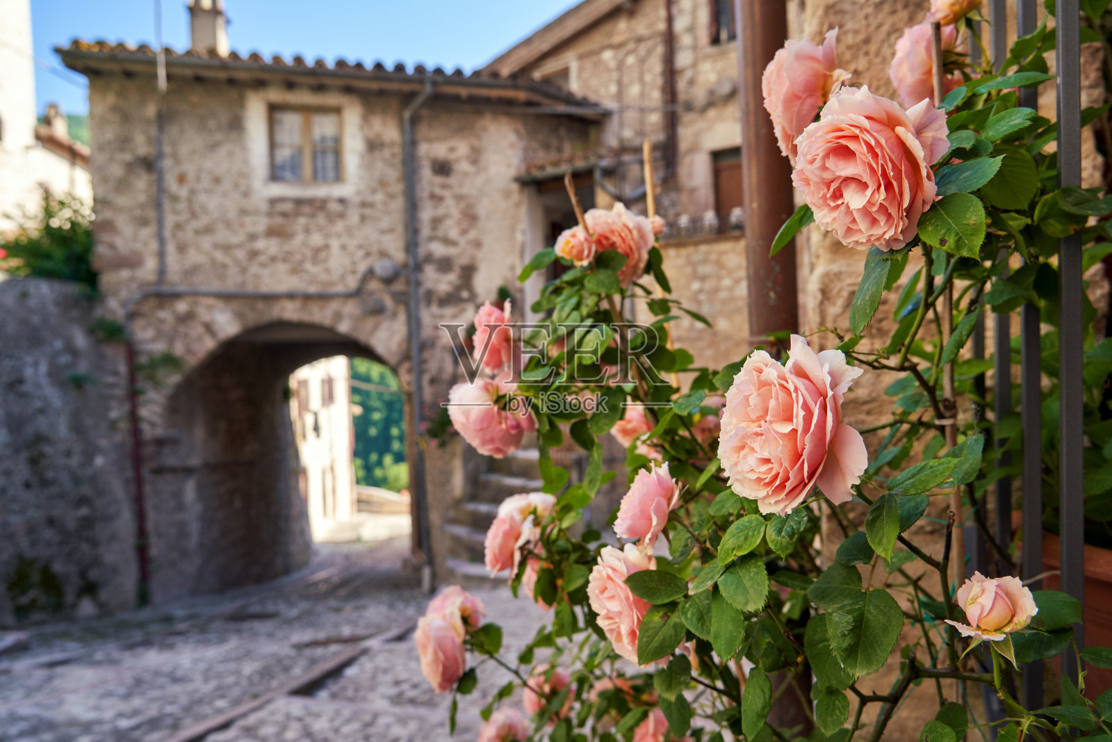 Vallo di Nera城市景观与玫瑰灌木，翁布里亚意大利照片摄影图片