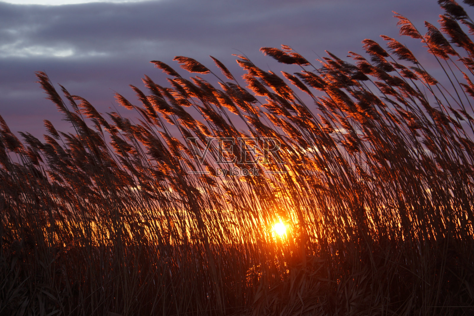 新泽西照片摄影图片