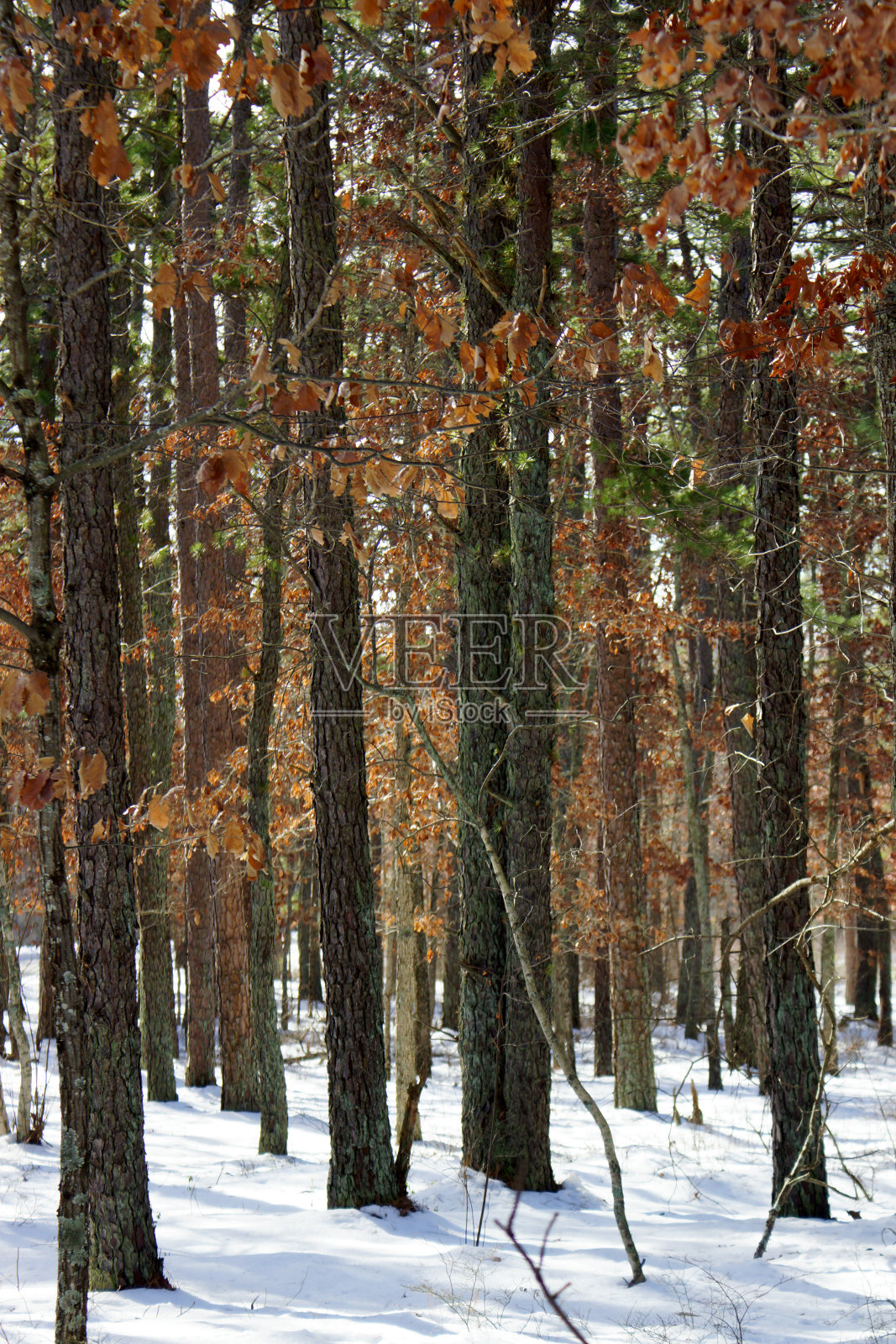 新泽西照片摄影图片