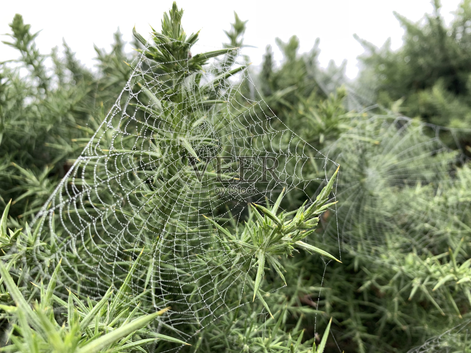 野蓟上的蜘蛛网照片摄影图片