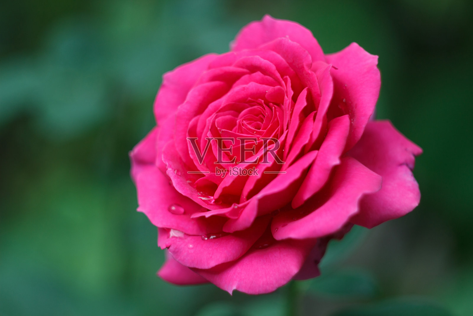 美丽的粉红玫瑰雨后在花园里盛开照片摄影图片