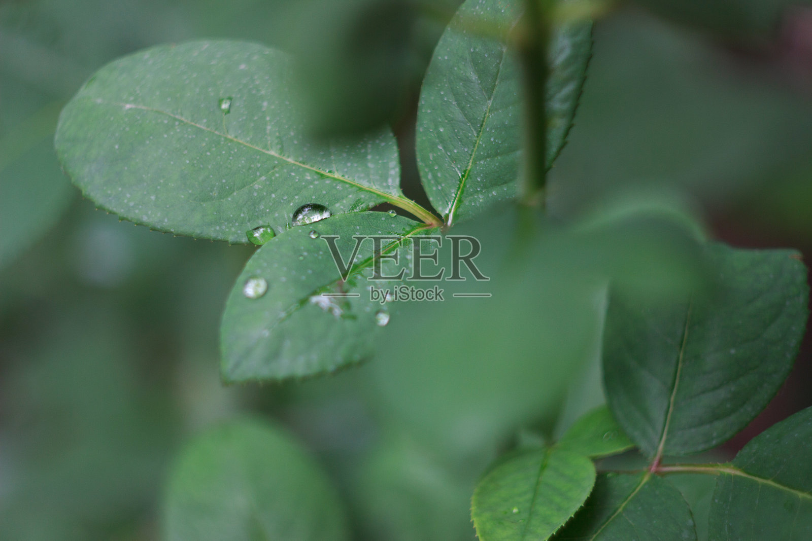 花园里的玫瑰叶子和雨滴照片摄影图片