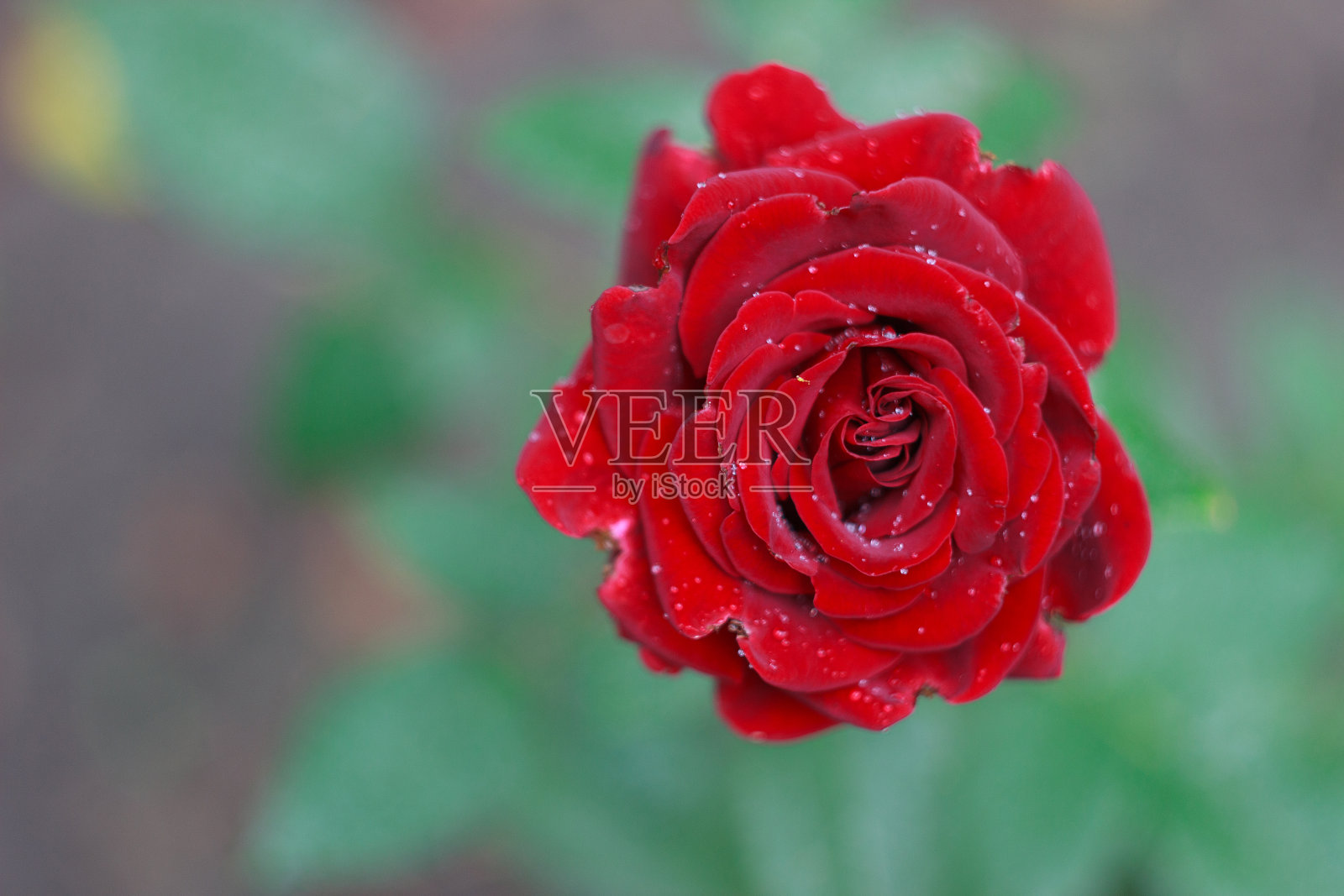 雨后花园中美丽的红玫瑰照片摄影图片