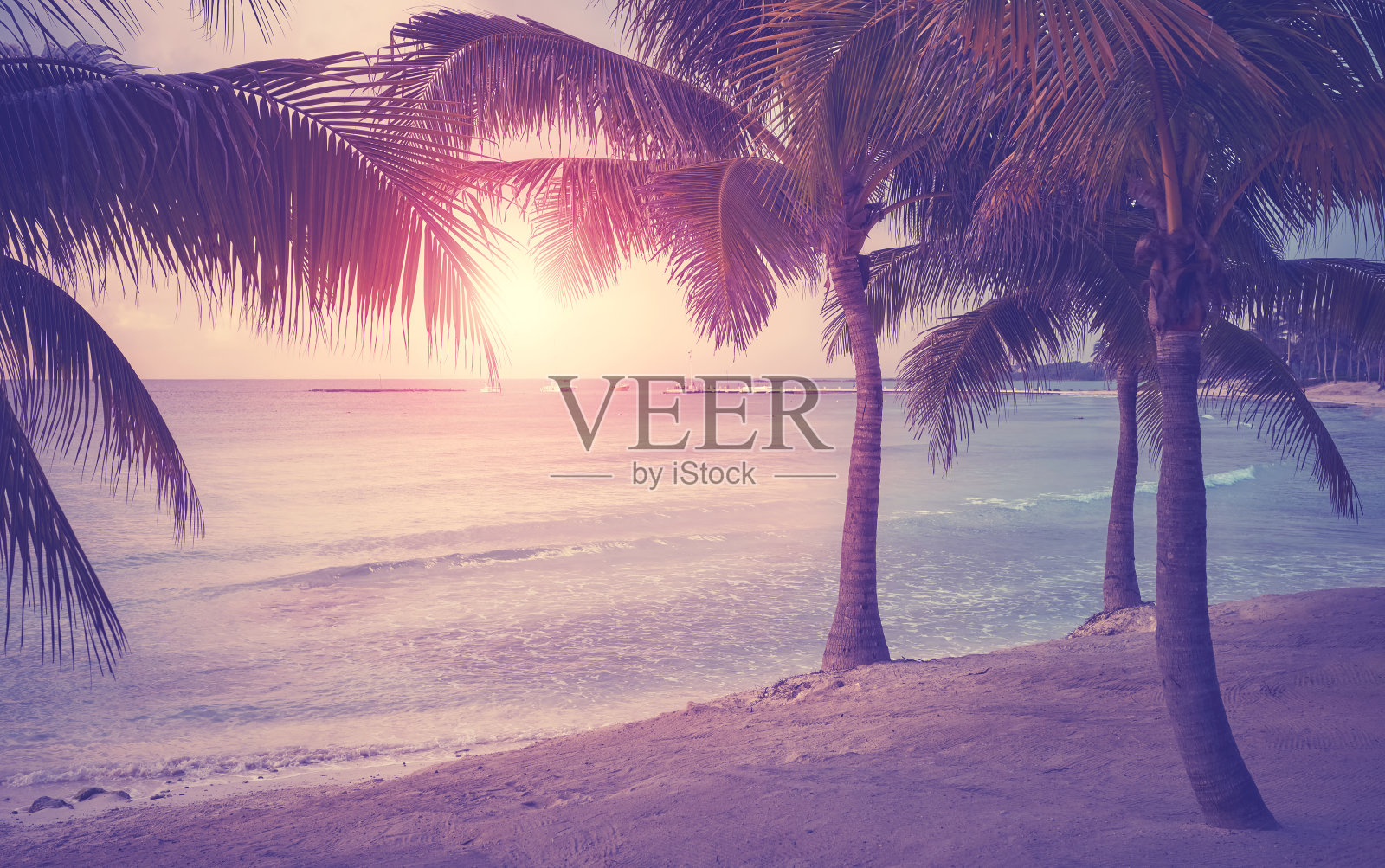 日落时分加勒比海海滩上的椰子树。照片摄影图片