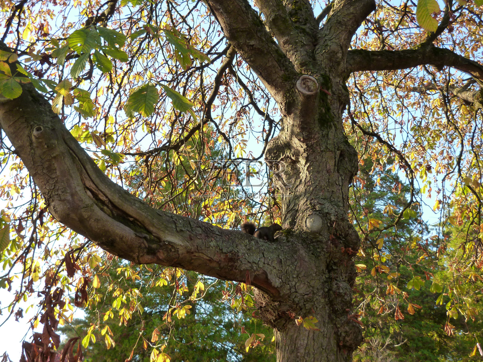 松鼠在树上照片摄影图片