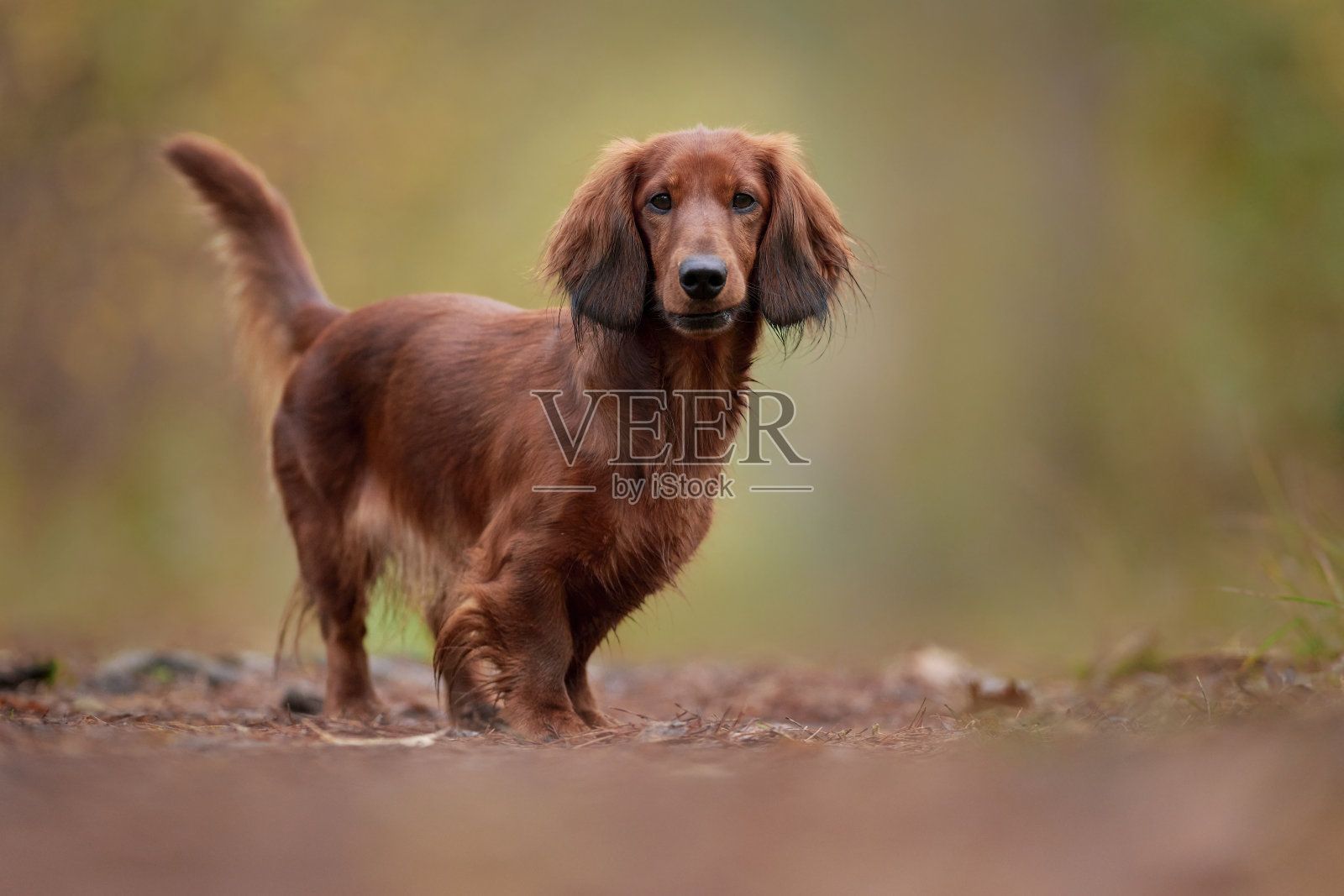 泰克或腊肠狗玩得很开心照片摄影图片