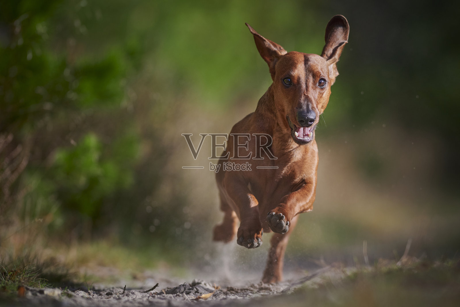 泰克或腊肠狗玩得很开心照片摄影图片