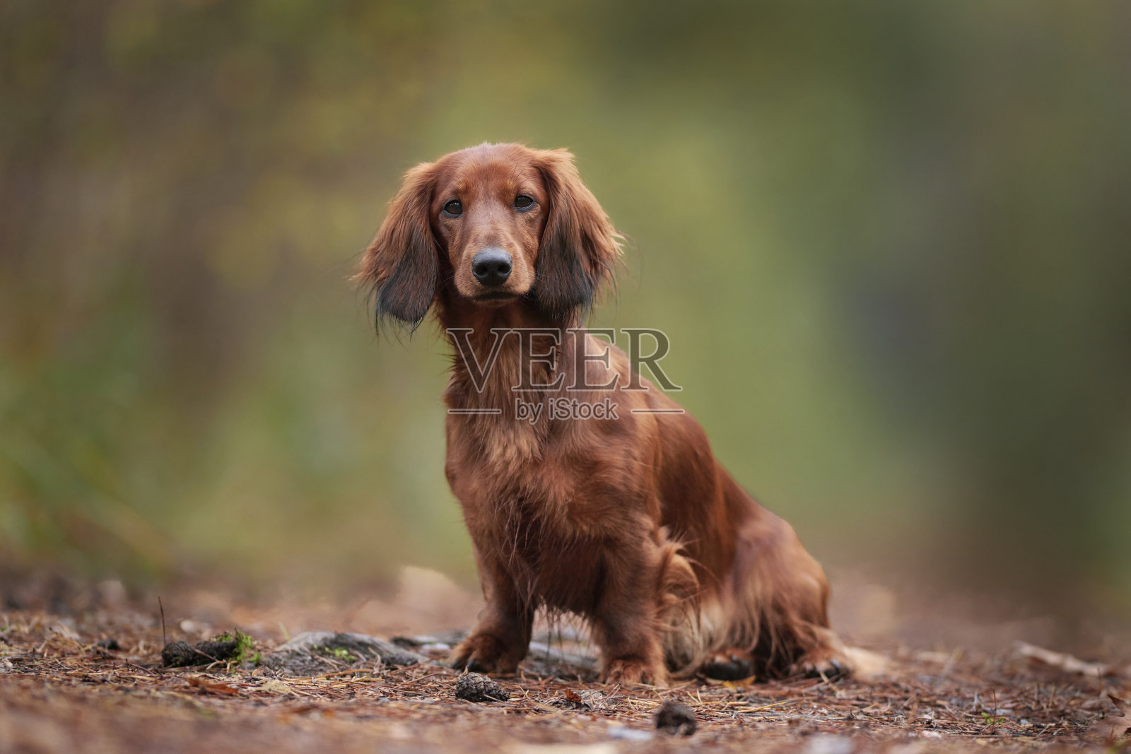 泰克或腊肠狗玩得很开心照片摄影图片