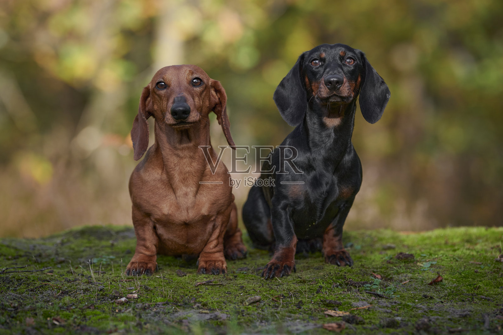 泰克或腊肠狗玩得很开心照片摄影图片