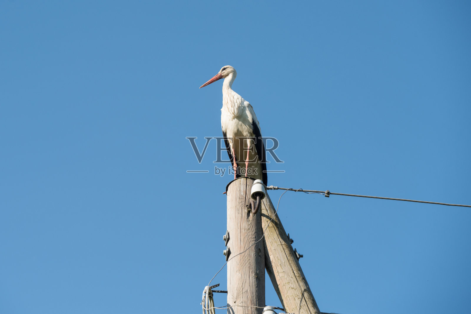 美丽的一只白鹳蝉在蓝天的背景上照片摄影图片