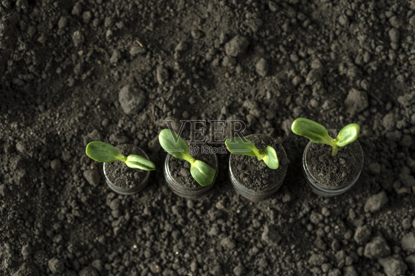 金钱生长于土壤与绿叶与树木的观念，商业与农耕成功的财务。园林农业植物播种生长阶梯概念照片摄影图片