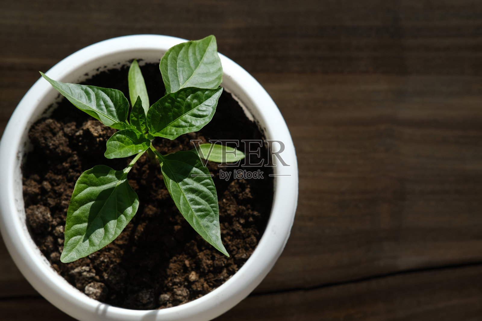 花盆里的胡椒苗。照片摄影图片