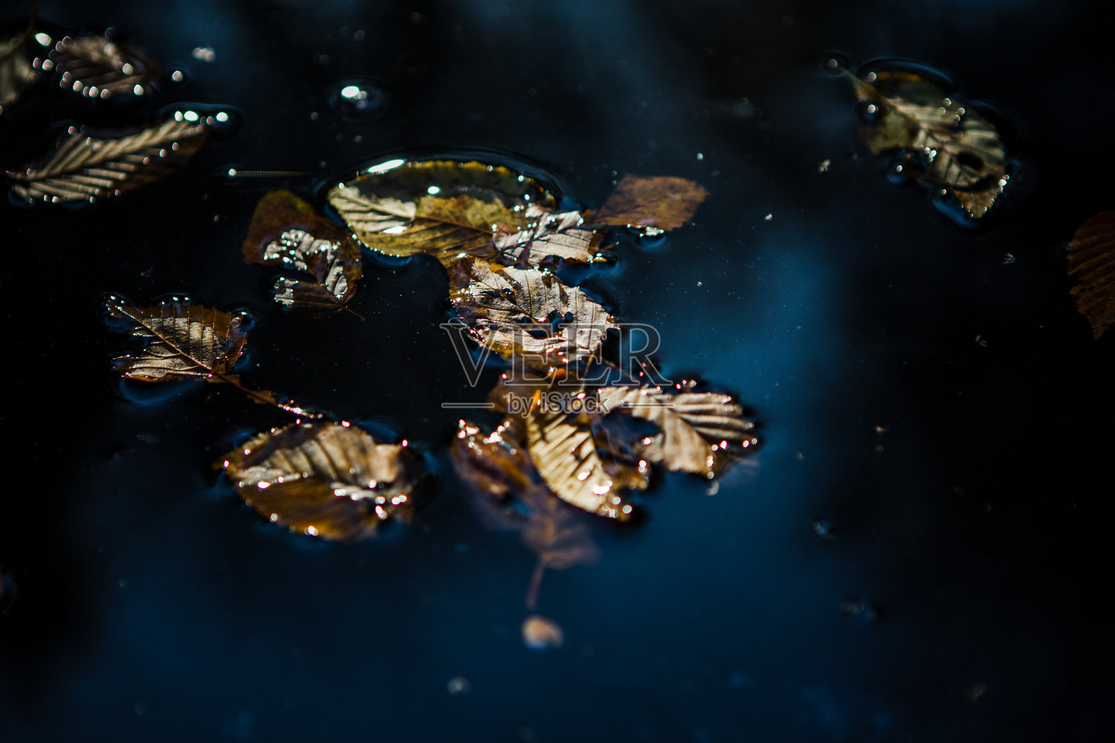 水上的树叶照片摄影图片