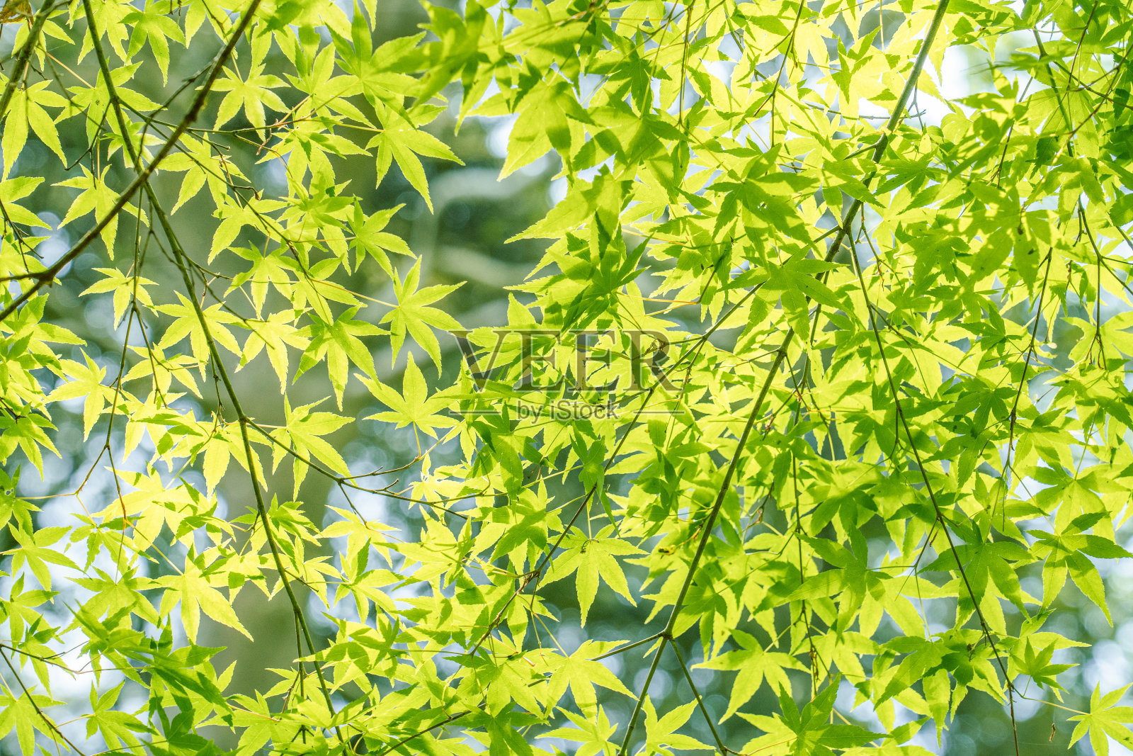 绿色的树照片摄影图片