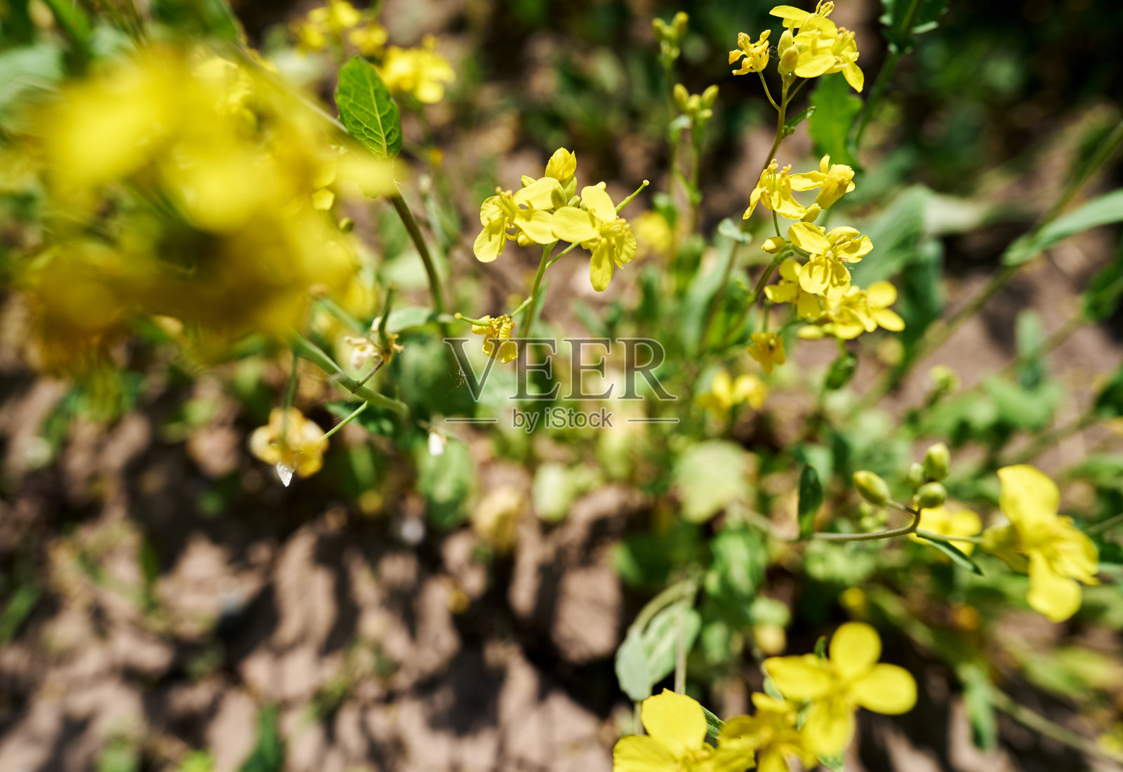 油菜的领域照片摄影图片