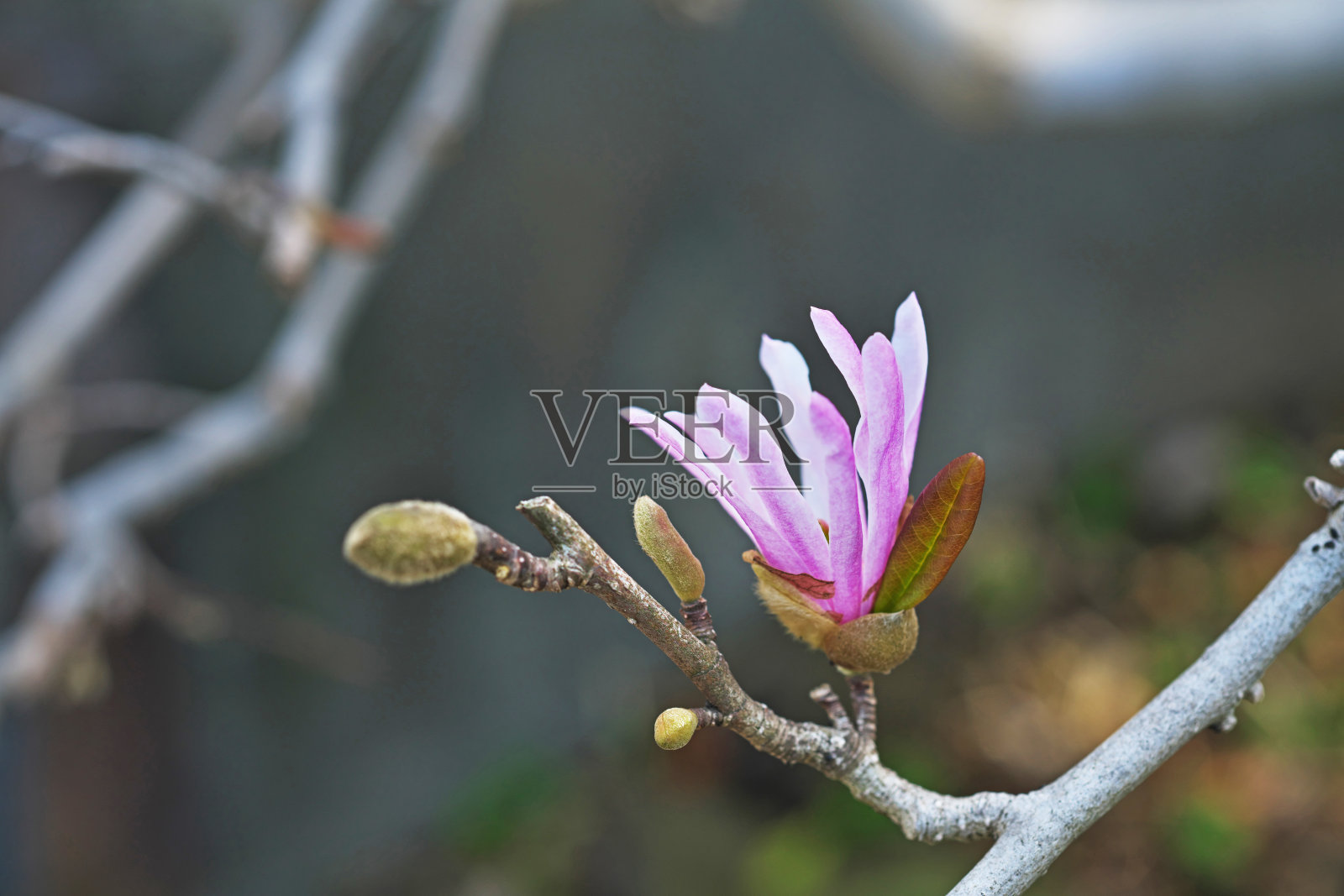 星花玉兰照片摄影图片
