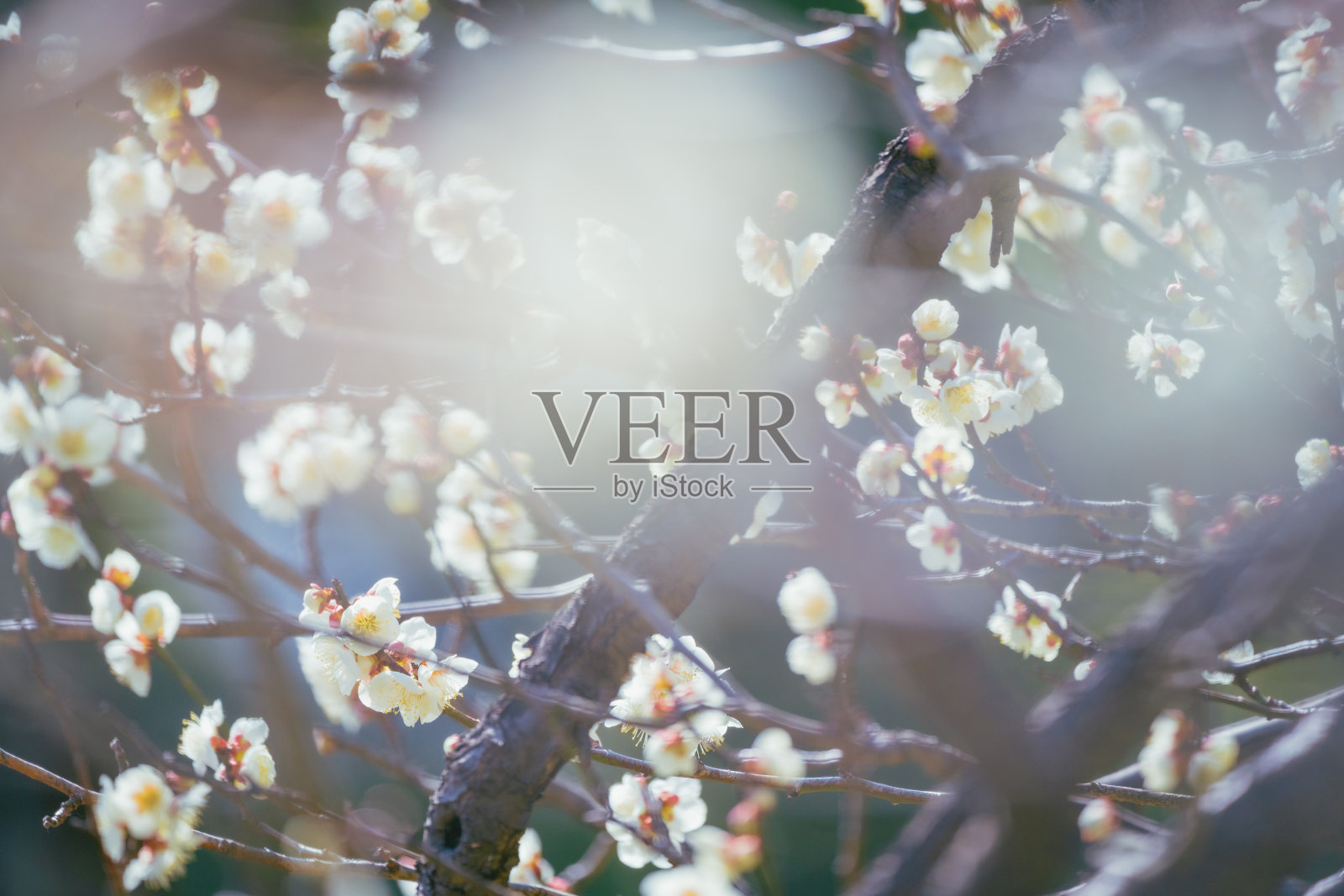 2022年3月，樱花盛开照片摄影图片