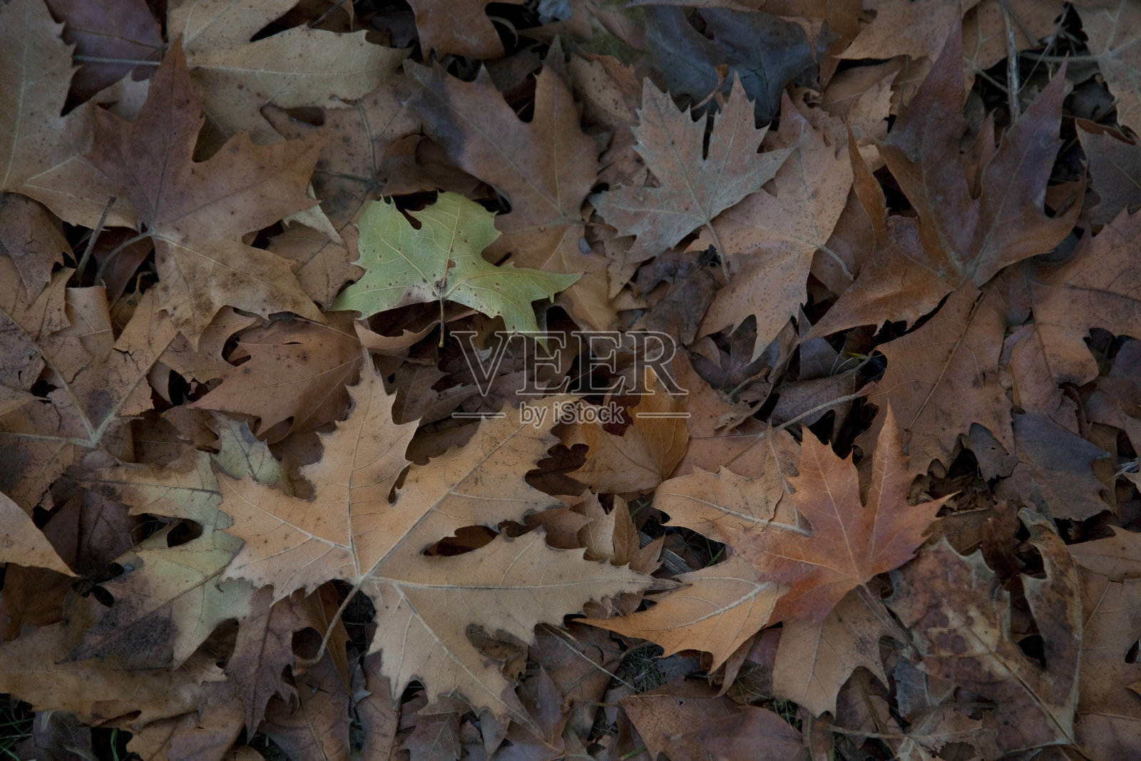 地上褐色的秋叶照片摄影图片