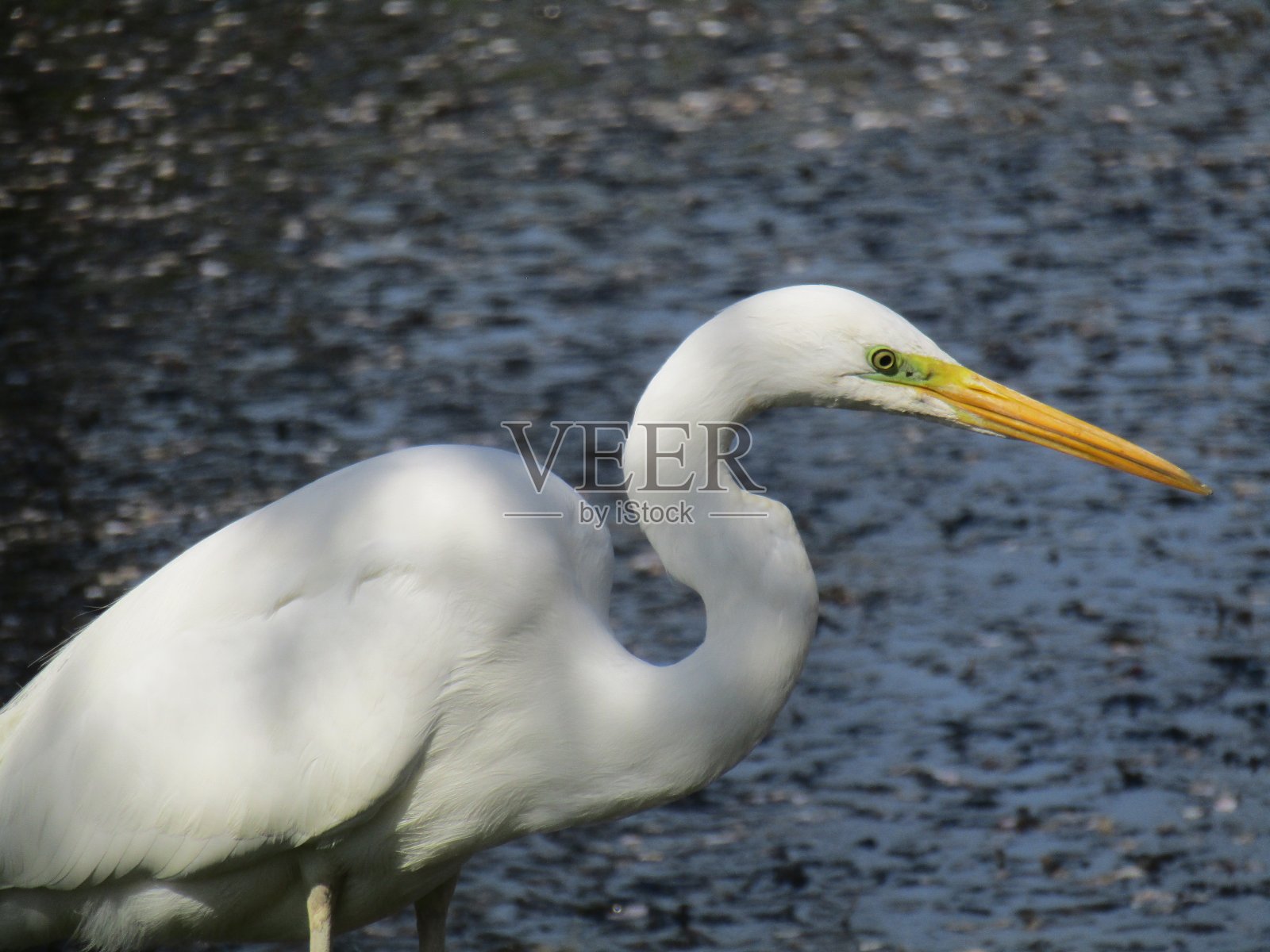 日本。4月。池塘边的苍鹭。肖像。照片摄影图片