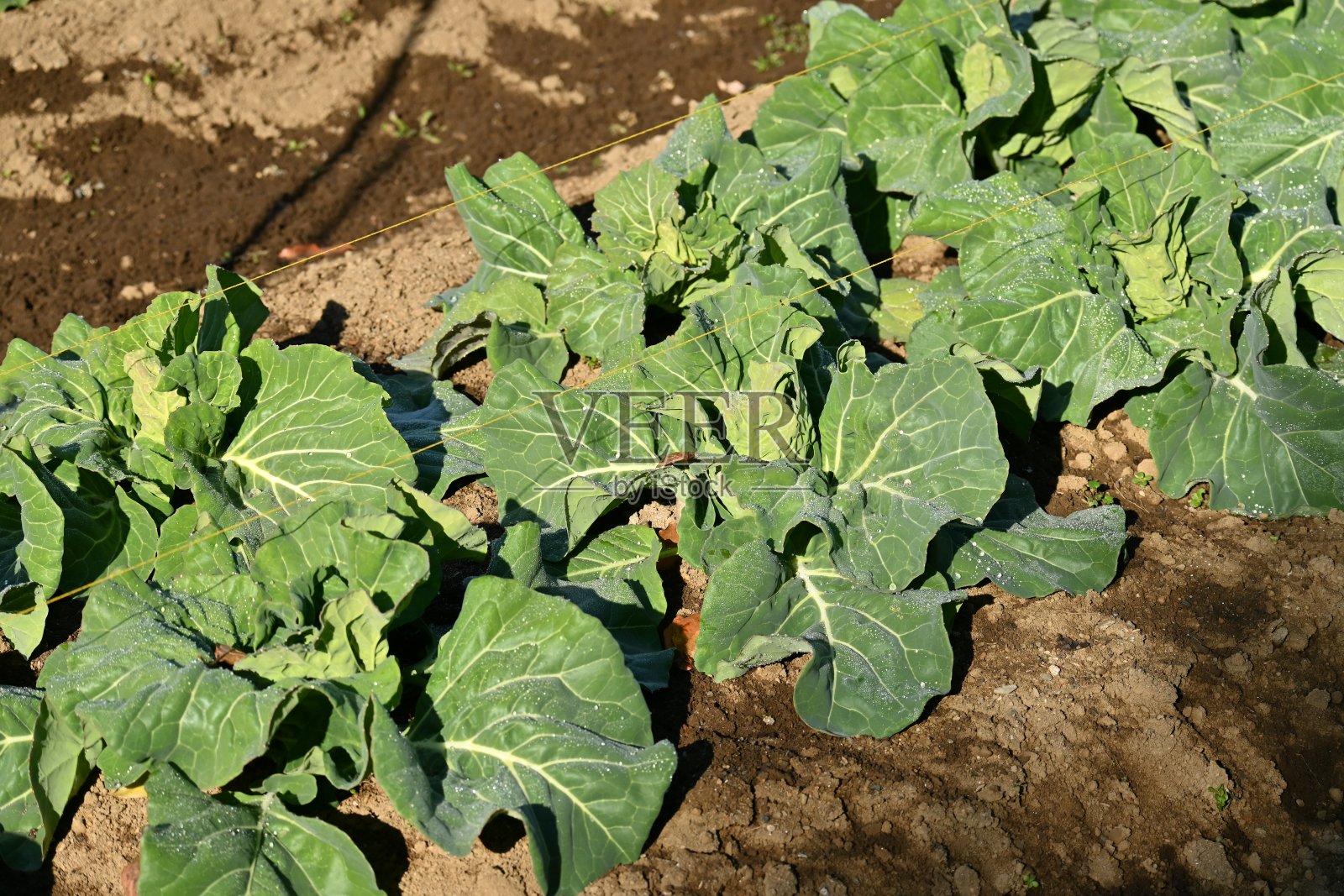 白菜种植。照片摄影图片