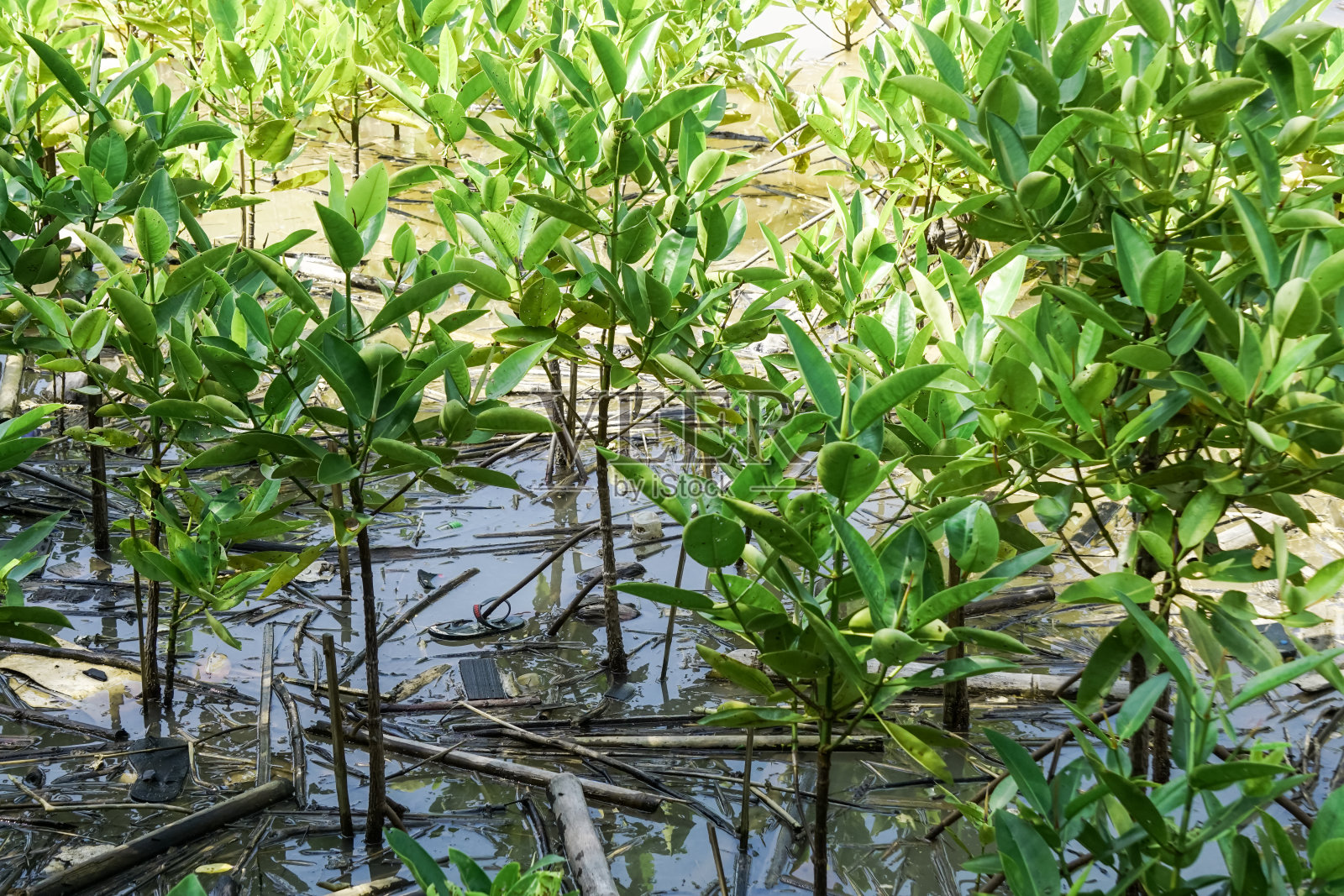满是垃圾的红树林照片摄影图片