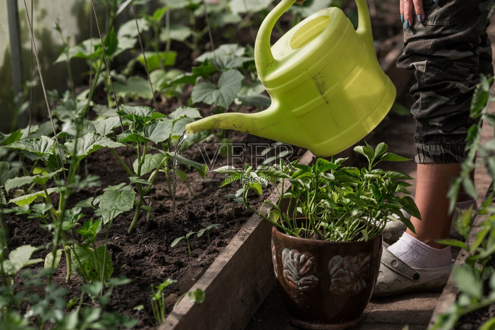 拿着喷壶的女园丁的手的特写。在地面种植和浇灌黄瓜幼苗。农业和自然收获的概念。照片摄影图片