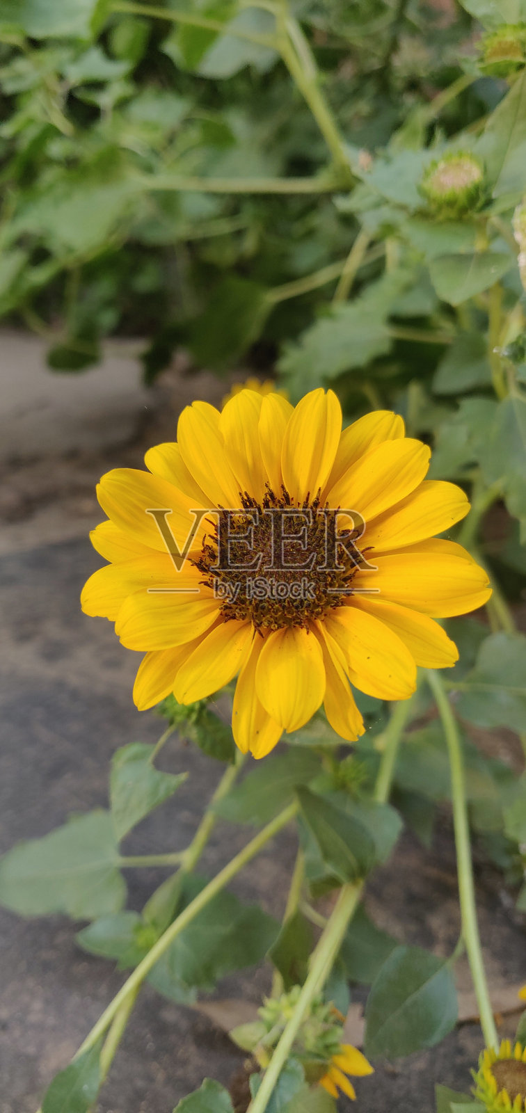 美丽的向日葵图片照片摄影图片