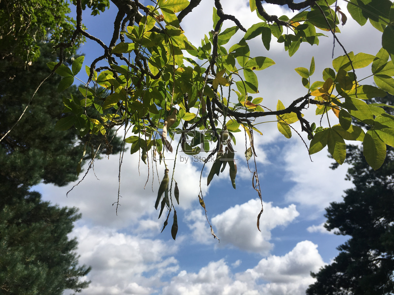 金链(金链)-树枝，嫩枝，叶子和心皮照片摄影图片