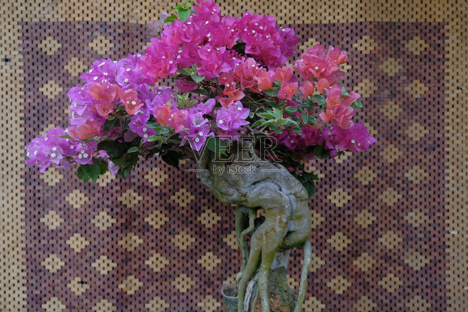 美丽的混合颜色九重葛花在红色，橙色和粉红色的品红与绿色的叶子照片摄影图片