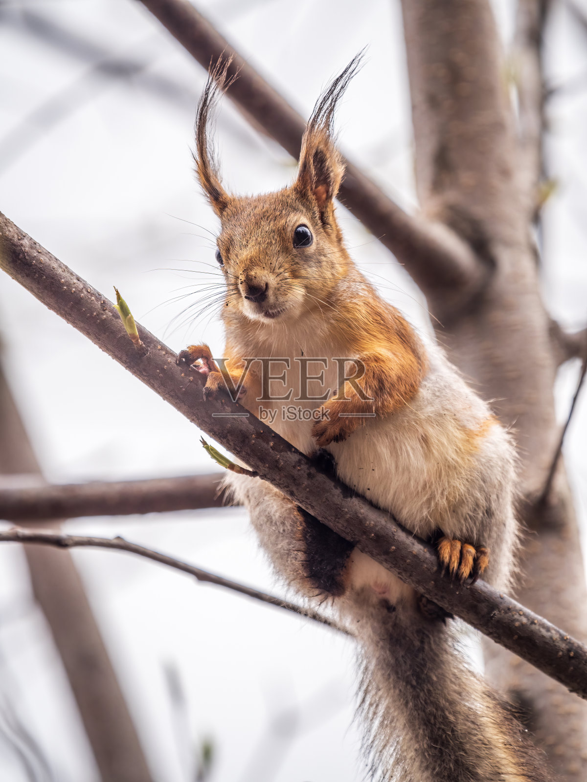 松鼠在春天或夏天坐在树枝上。照片摄影图片