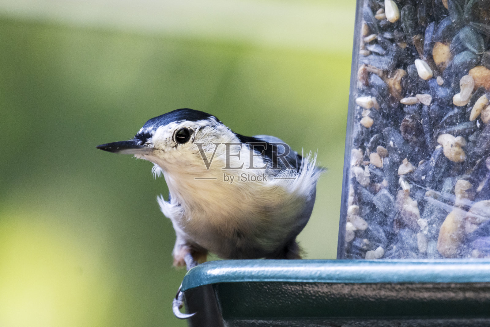 一只白胸五子狸栖息在后院的喂食器旁，看了看镜头。照片摄影图片