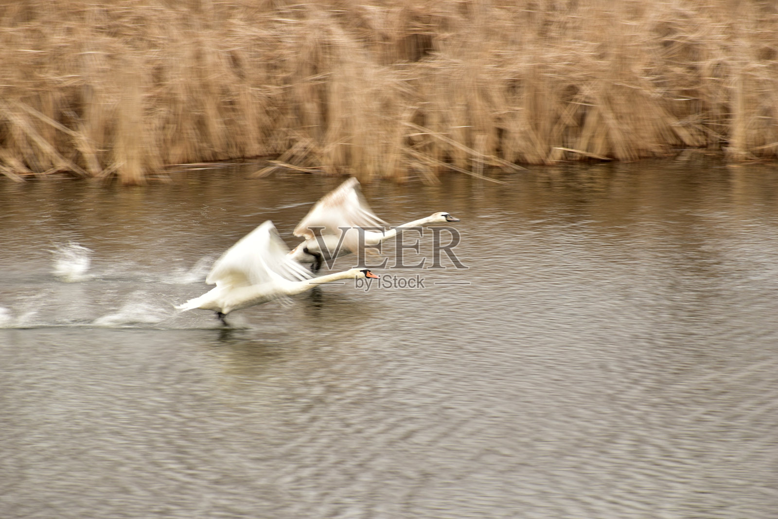 两只天鹅从湖中起飞。照片摄影图片
