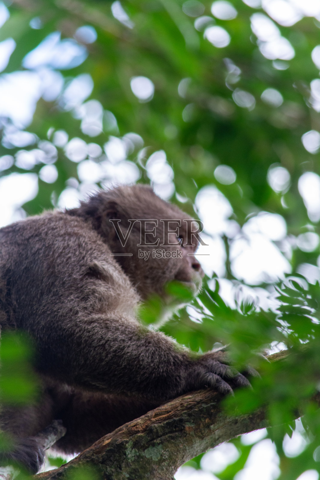 僧帽猴照片摄影图片