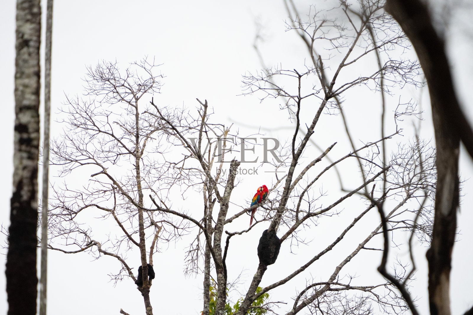金刚鹦鹉栖息在树上照片摄影图片