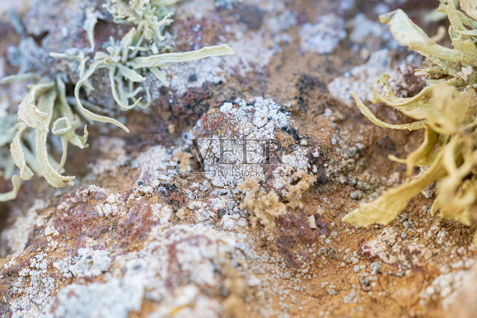 富尔特文图拉地衣群落- Montaña Roja;Fuerteventura照片摄影图片