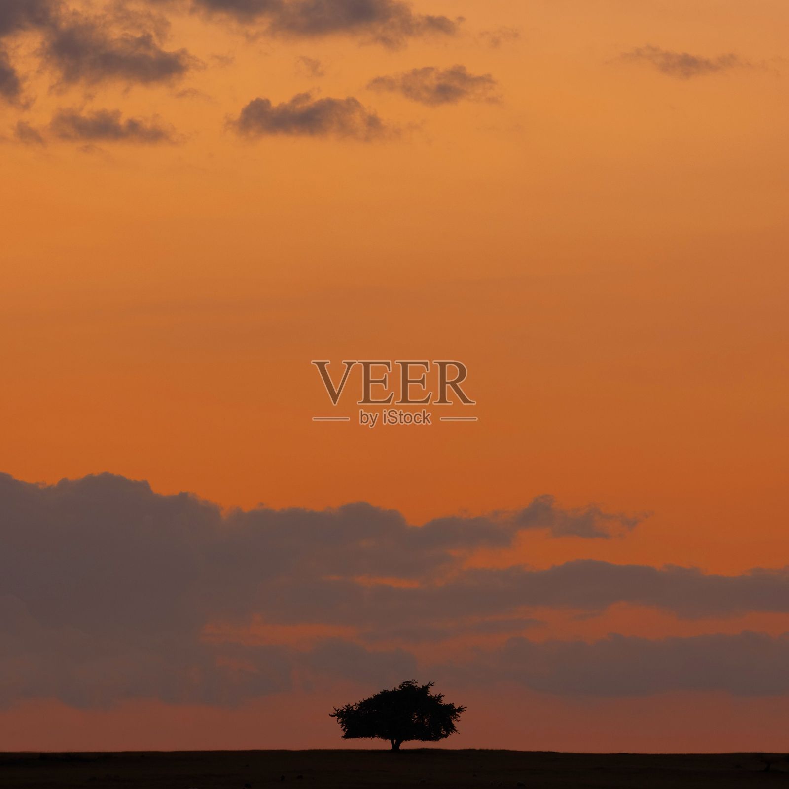 田野里孤独的树，映衬着美丽的夕阳照片摄影图片