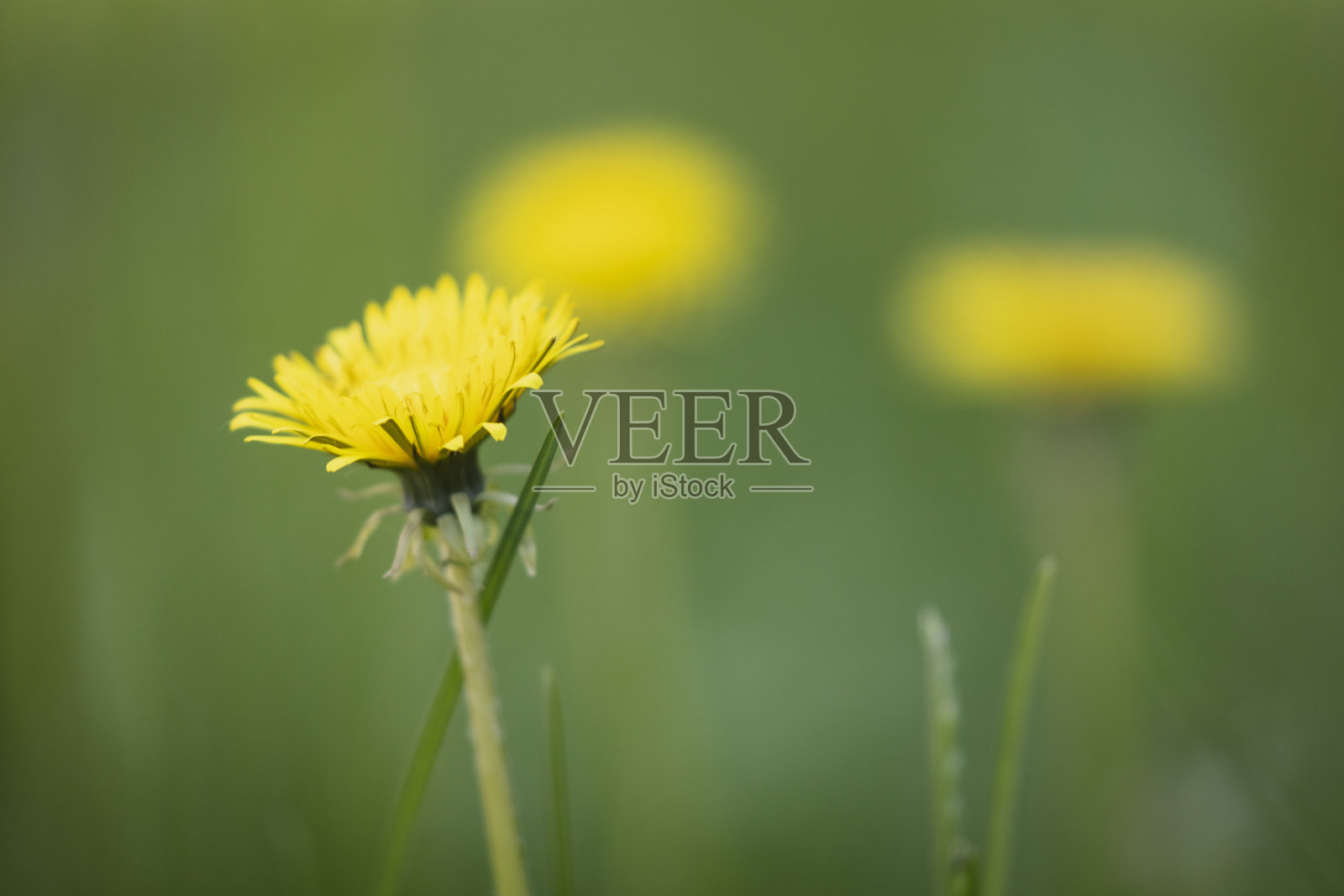 蒲公英照片摄影图片