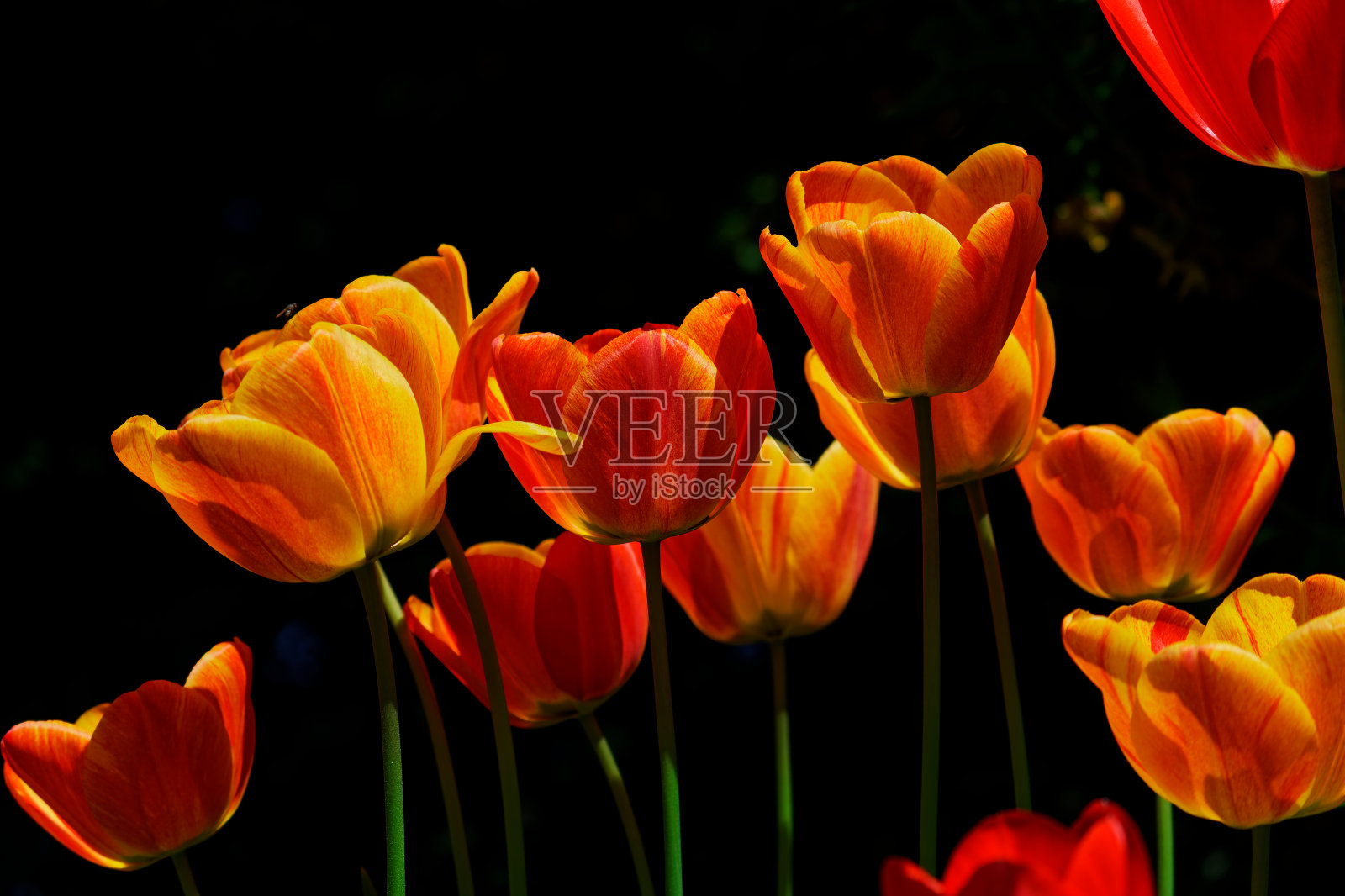 黑暗中明亮的郁金香照片摄影图片