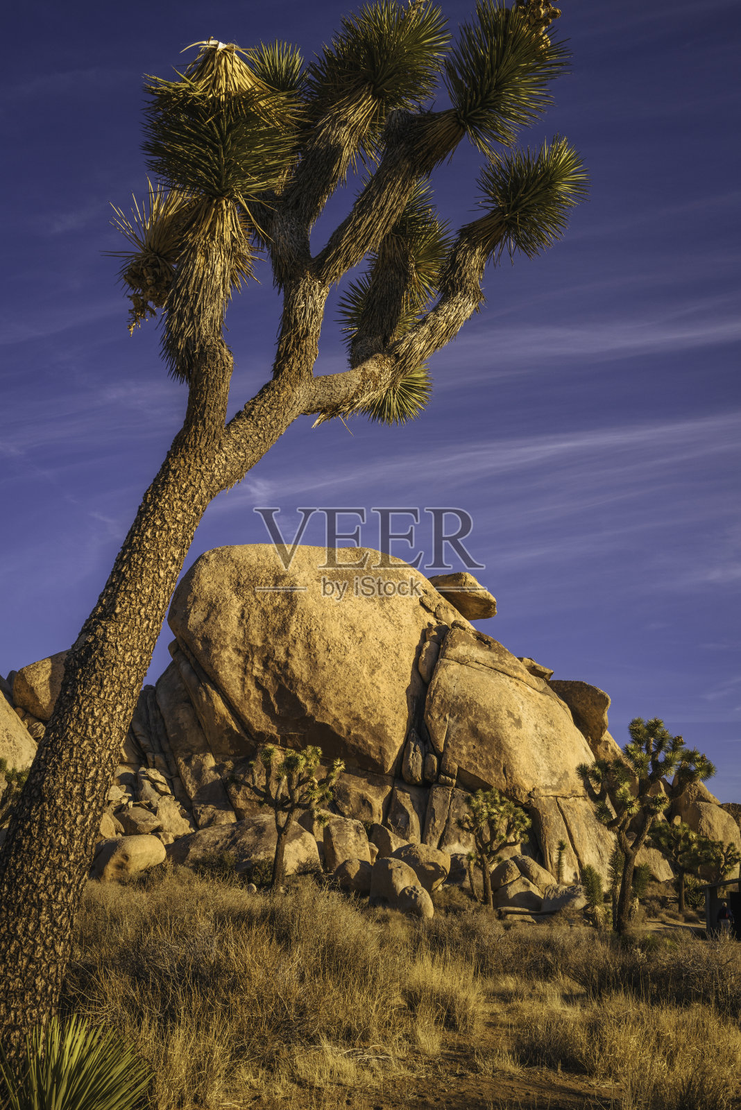 在Cap Rock自然步道的巨石峰上，约书亚树有着扭曲的刚毛树枝照片摄影图片