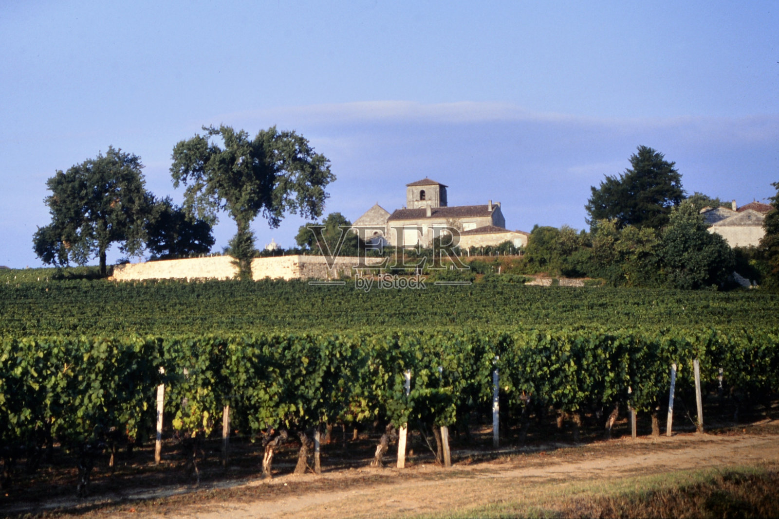 葡萄园景观照片摄影图片