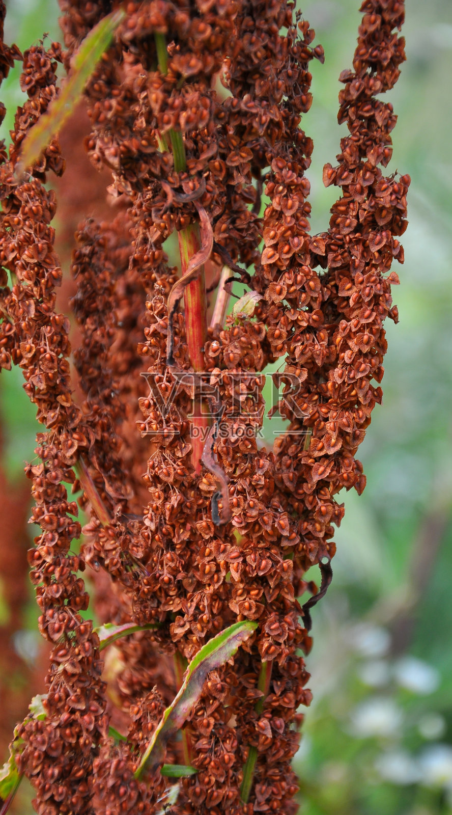 酸模一种天然生长的酸模灌木(酸模属)的一部分，茎上有干燥的种子照片摄影图片