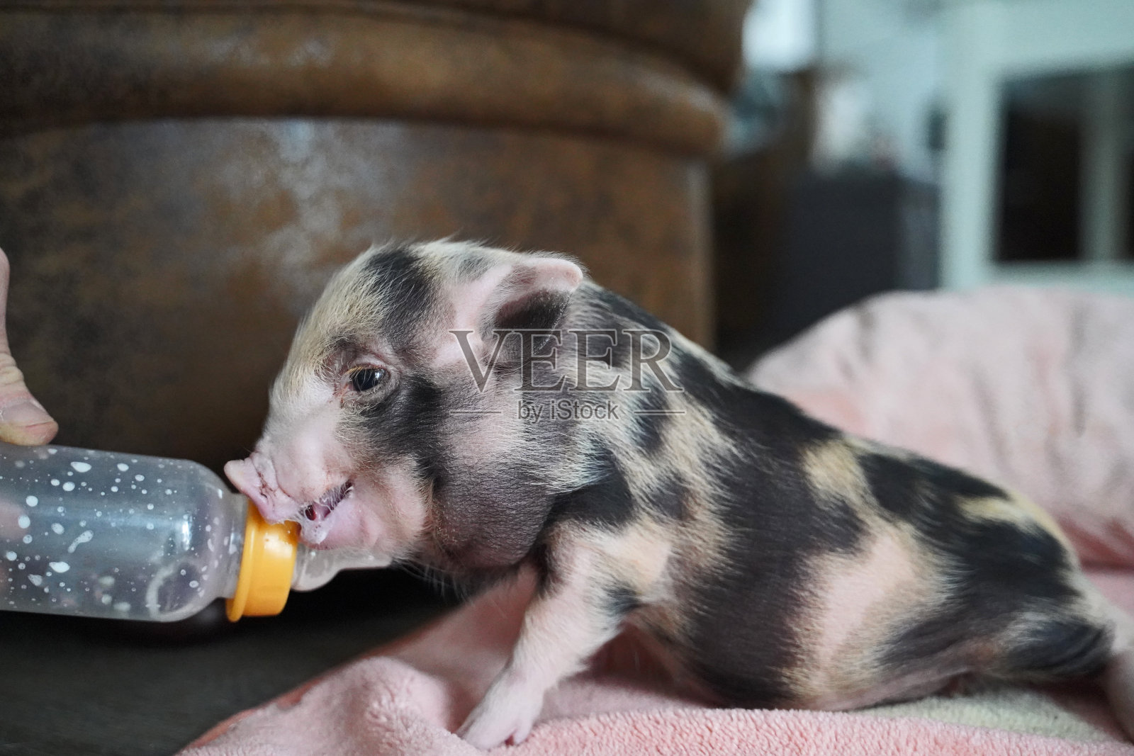 袖珍猪宝宝手养照片摄影图片