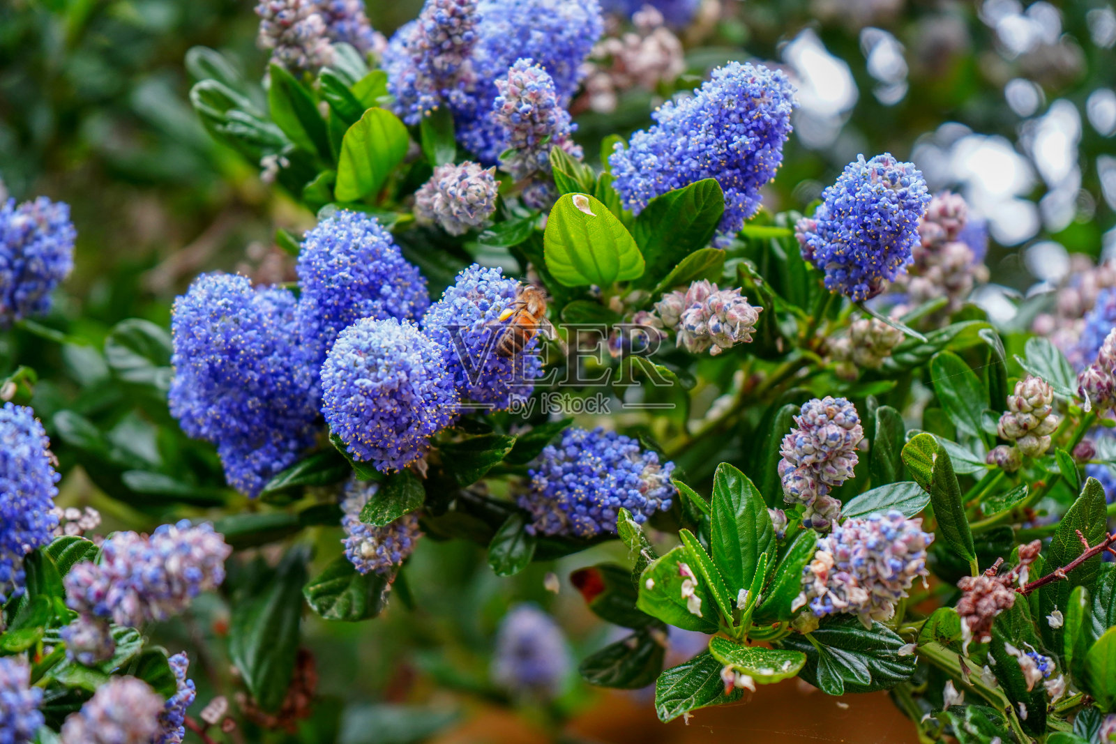 一只蜜蜂在加利福尼亚紫丁香上的特写照片摄影图片