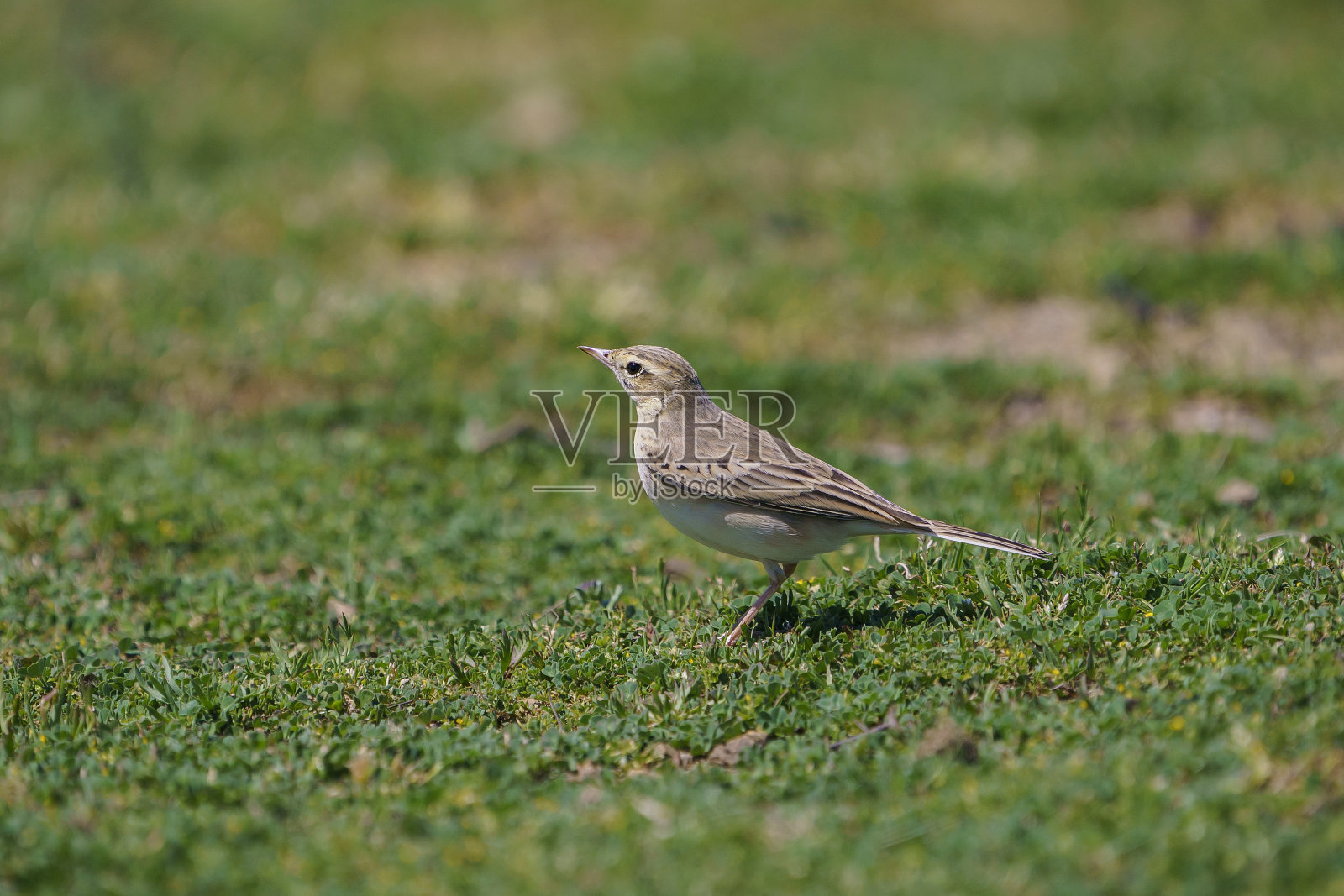 黄褐色皮皮特照片摄影图片