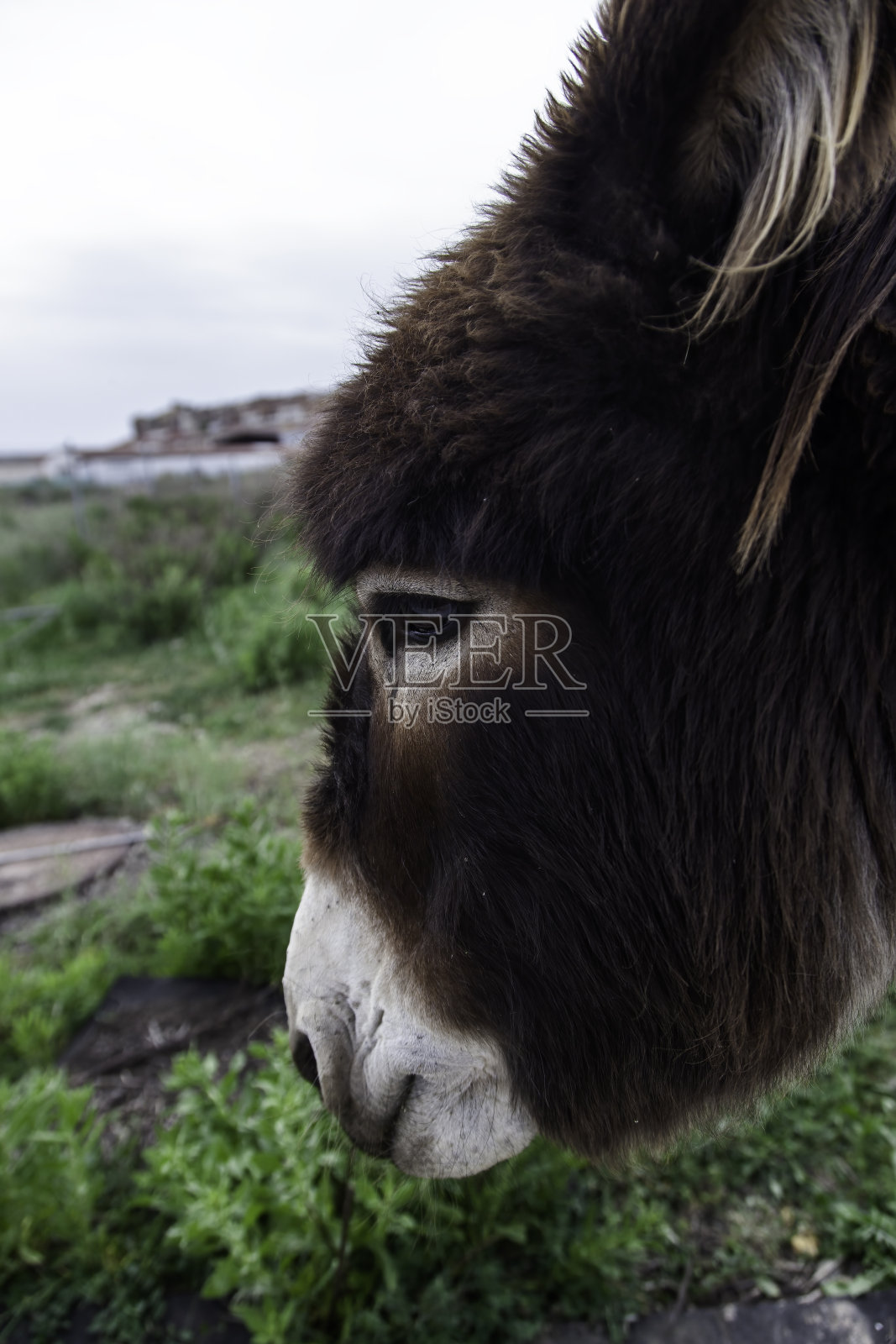 农场上的驴头照片摄影图片