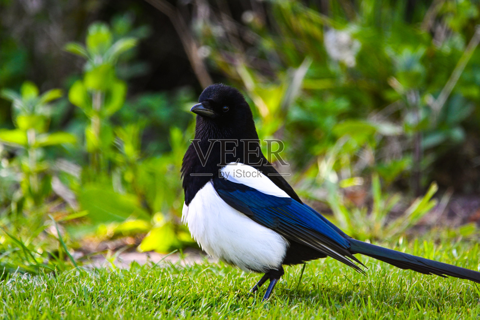 一只高贵的喜鹊，欧亚喜鹊，异食雀，用黑白和铁蓝色的羽毛高高站在草坪上照片摄影图片