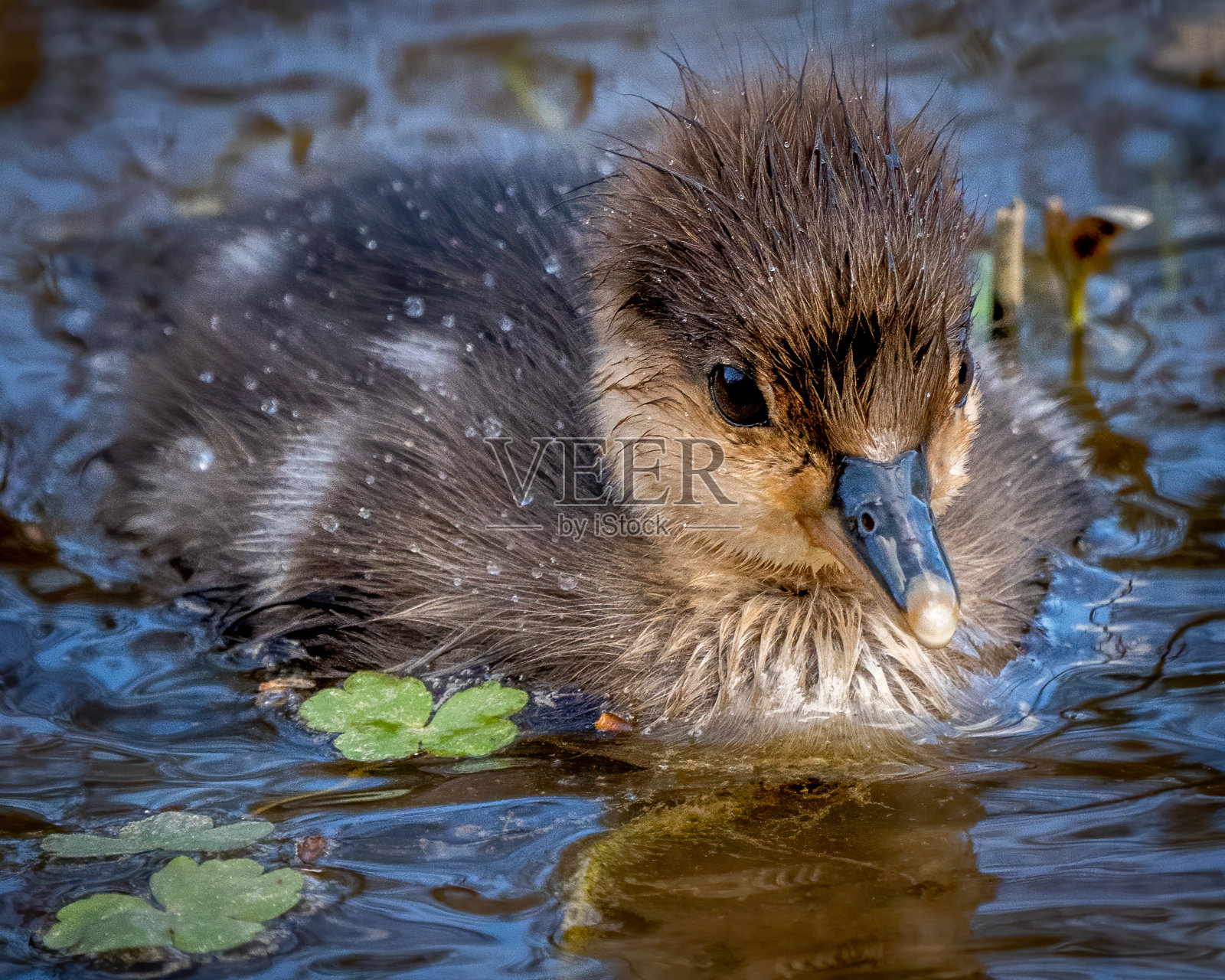 秋沙小鸭子在湖上吃蝌蚪照片摄影图片