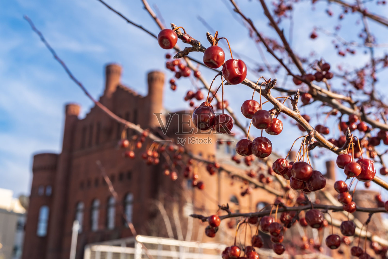 山楂，快刺，建筑和蓝天的特写。选择的重点。照片摄影图片